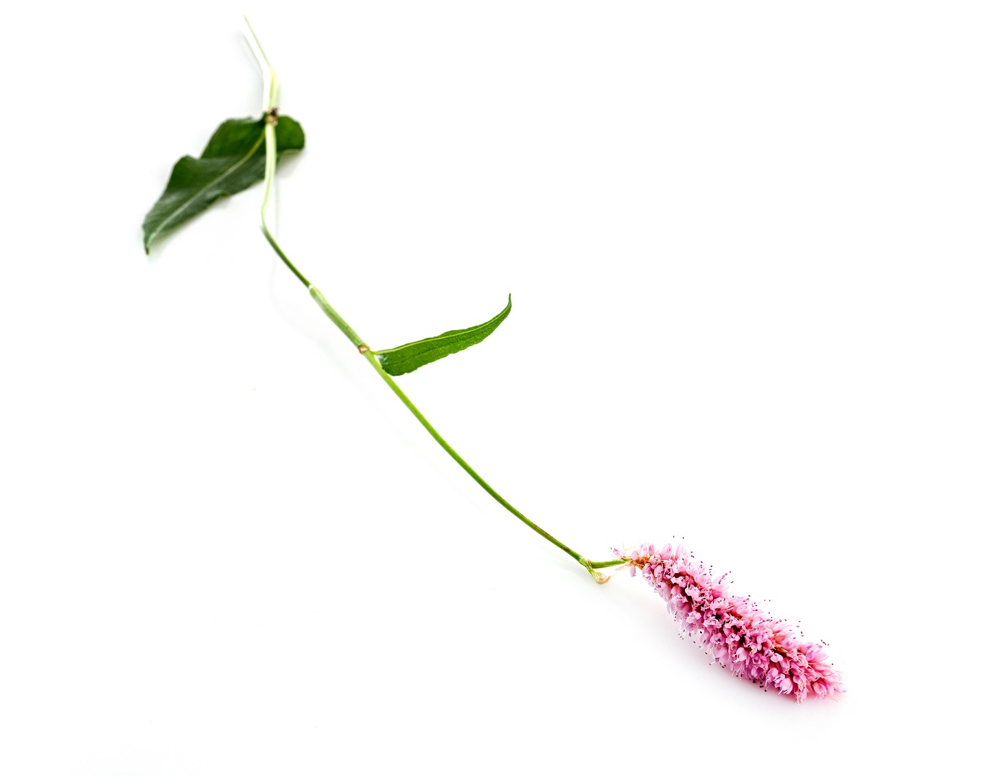 Rdest wężownik – właściwości lecznicze, działanie, zastosowanie